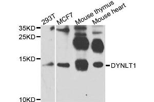 Western blot analysis of extracts of various cell lines, using DYNLT1 antibody (ABIN5972286) at 1/1000 dilution.