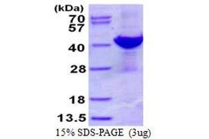 Image no. 1 for ADP-Ribosylarginine Hydrolase (ADPRH) protein (His tag) (ABIN1098340) (ADPRH Protein (His tag))