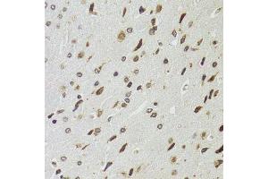 Immunohistochemistry of paraffin-embedded rat brain using EDF1 antibody. (EDF1 antibody  (AA 1-148))