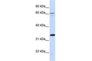 Image no. 1 for anti-PC4 and SFRS1 Interacting Protein 1 (PSIP1) (C-Term) antibody (ABIN6742503) (PSIP1 antibody  (C-Term))