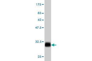 MED8 antibody  (AA 1-59)