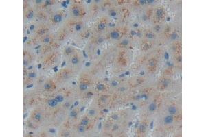 Used in DAB staining on fromalin fixed paraffin- embedded liver tissue (PECI/ECI2 antibody  (AA 1-241))