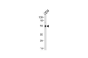 KLF5 Antibody (C-term) (ABIN391515 and ABIN2841476) western blot analysis in CEM cell line lysates (35 μg/lane). (KLF5 antibody  (C-Term))