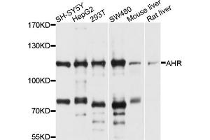 Western blot analysis of extracts of various cell lines, using AHR antibody (ABIN5970677) at 1/1000 dilution. (Aryl Hydrocarbon Receptor antibody)