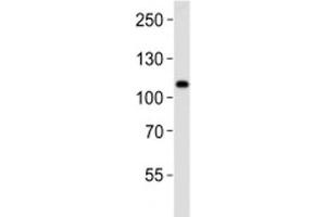 Mib1 antibody western blot analysis in K562 lysate. (MIB1 antibody  (AA 13-42))
