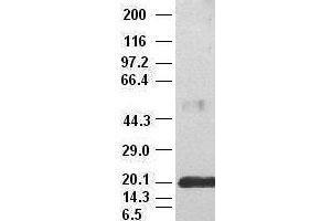 Western Blotting (WB) image for anti-Interleukin 6 (IL6) (AA 29-212) antibody (ABIN1491343) (IL-6 antibody  (AA 29-212))