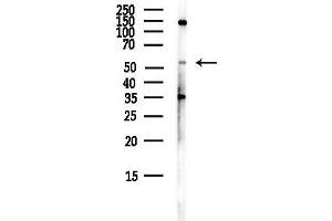 anti-Frizzled Family Receptor 2 (FZD2) (Internal Region) antibody