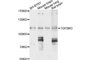 Western blot analysis of extracts of various cells, using TGFBR3 antibody.