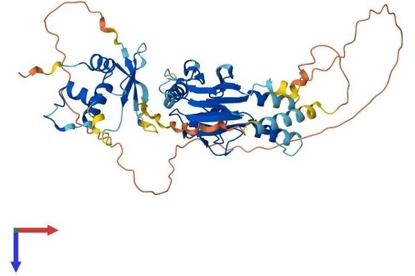 IRF6 Protein (AA 1-467) (His tag)