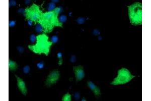 Anti-EPN2 mouse monoclonal antibody (ABIN2455556) immunofluorescent staining of COS7 cells transiently transfected by pCMV6-ENTRY EPN2 (RC213652). (Epsin 2 antibody)