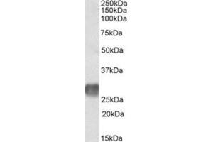 AP23722PU-N LAIR1 antibody staining of Human ymph Node lysate at 2 µg/ml (35µg protein in RIPA buffer). (LAIR1 antibody  (Internal Region))