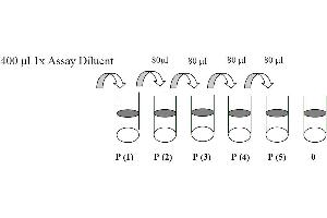 This picture shows the preparation of the positive control. (EGFR ELISA Kit)