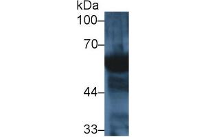Western Blot; Sample: Human Saliva; Primary Ab: 1µg/ml Rabbit Anti-Mouse AMY2 Antibody Second Ab: 0. (AMY2 antibody  (AA 22-257))
