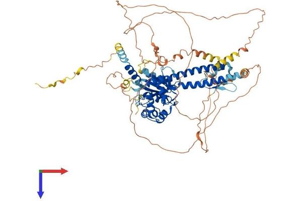 BAP1 Protein (AA 1-729) (His tag)