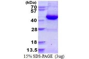 Image no. 1 for Guanine Nucleotide Binding Protein (G Protein), alpha Inhibiting Activity Polypeptide 3 (GNAI3) (AA 1-354) protein (His tag) (ABIN1098248)