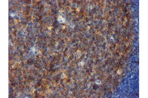 Image no. 3 for anti-CD80 (CD80) antibody (ABIN1497372) (CD80 antibody)