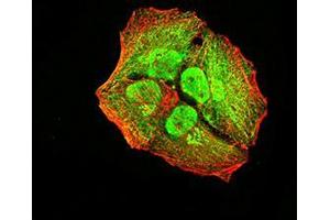 Immunofluorescence analysis of Hela cells using ACVR1 mouse mAb (green). (ACVR1 antibody  (AA 21-120))