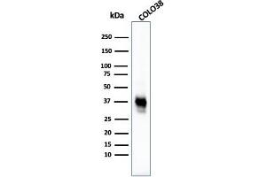 Western Blot Analysis of COLO38 cell lysate using Melanoma Marker MAb (M2-7C10 + M2-9E3 + T311 + HMB45). (Melanoma Marker (MART-1 + Tyrosinase + Gp100) antibody)
