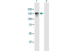 Western Blot analysis of CLIP2 expression in transfected 293T cell line by CLIP2 MaxPab polyclonal antibody. (CLIP2 antibody  (AA 1-1046))