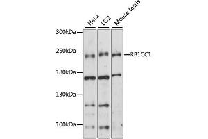 Western blot analysis of extracts of various cell lines, using RB1CC1 antibody (ABIN6292181) at 1:1000 dilution.