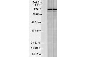 Western blot analysis of Rat Tissue lysates showing detection of Calnexin protein using Rabbit Anti-Calnexin Polyclonal Antibody . (Calnexin antibody  (C-Term) (Atto 488))