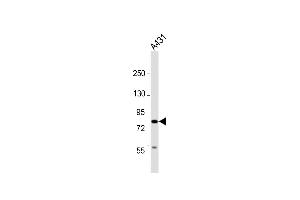 Anti-UHRF1BP1 Antibody (C-Term) at 1:2000 dilution + A431 whole cell lysate Lysates/proteins at 20 μg per lane. (UHRF1BP1 antibody  (AA 1096-1129))