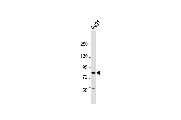 UHRF1BP1 antibody  (AA 1096-1129)