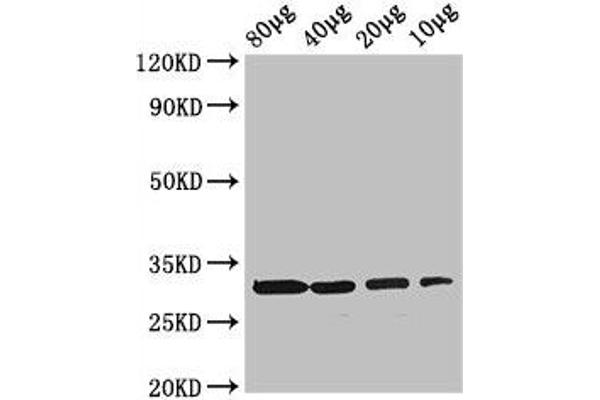 Ribokinase antibody  (AA 1-309)