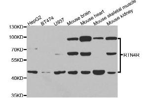 Western blot analysis of extracts of various cell lines, using RTN4R antibody. (RTN4R antibody)