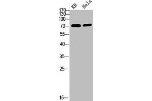 Western blot analysis of 293T VEC lysate, antibody was diluted at 500. (PRC1 antibody  (pThr481))