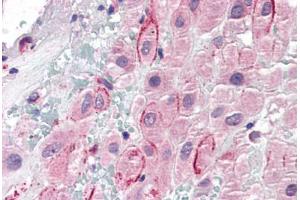 Human Placenta (formalin-fixed, paraffin-embedded) stained with SPP1 antibody ABIN337138 at 5 ug/ml followed by biotinylated anti-goat IgG secondary antibody ABIN481715, alkaline phosphatase-streptavidin and chromogen. (Osteopontin antibody  (AA 288-299))
