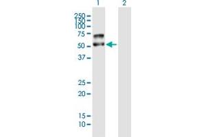 Western Blot analysis of PLD4 expression in transfected 293T cell line by PLD4 MaxPab polyclonal antibody.