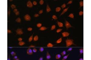 Immunofluorescence analysis of L929 cells using RPS19BP1 Polyclonal Antibody at dilution of 1:100. (RPS19BP1 antibody)