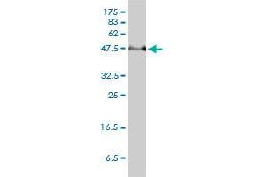 PAI-RBP1 monoclonal antibody (M01), clone 1D2-2E9 Western Blot analysis of PAI-RBP1 expression in HeLa . (SERBP1 antibody  (AA 1-402))