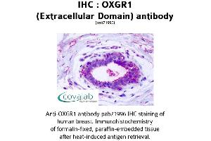 Image no. 2 for anti-Oxoglutarate (Alpha-Ketoglutarate) Receptor 1 (OXGR1) (2nd Extracellular Domain) antibody (ABIN1737720) (OXGR1 antibody  (2nd Extracellular Domain))