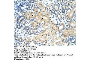 Human kidney (RASSF7 antibody  (Middle Region))