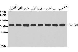 Western blot analysis of extracts of various cell lines, using GAPDH antibody at 1:2000 dilution. (GAPDH antibody)