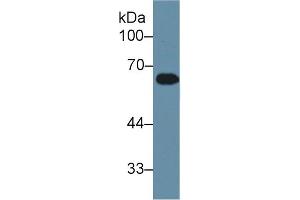 Western Blotting (WB) image for anti-Apolipoprotein H (Beta-2-Glycoprotein I) (APOH) (AA 21-345) antibody (ABIN7431614)