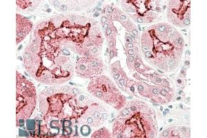 ABIN5539546 (5µg/ml) staining of paraffin embedded Human Kidney. (Kallikrein 6 antibody  (Internal Region))