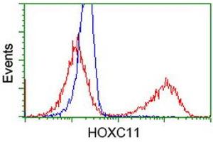 HEK293T cells transfected with either RC201475 overexpress plasmid (Red) or empty vector control plasmid (Blue) were immunostained by anti-HOXC11 antibody (ABIN2454338), and then analyzed by flow cytometry.