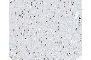 ABIN6266615 at 1/100 staining human brain tissue sections by IHC-P. (Cyclin L1 antibody  (C-Term))