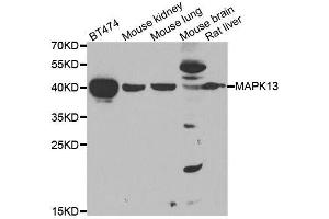 Western blot analysis of extracts of various cell lines, using MAPK13 antibody. (MAPK13 antibody  (AA 1-365))