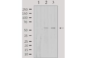 Western blot analysis of extracts from various samples, using EFEMP1 Antibody. (FBLN3 antibody  (Internal Region))