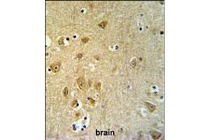 KLC2 Antibody IHC analysis in formalin fixed and paraffin embedded brain tissue followed by peroxidase conjugation of the secondary antibody and DAB staining.