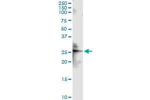 Immunoprecipitation of CLDN4 transfected lysate using anti-CLDN4 MaxPab rabbit polyclonal antibody and Protein A Magnetic Bead , and immunoblotted with CLDN4 MaxPab mouse polyclonal antibody (B01) (Claudin 4 antibody  (AA 1-209))