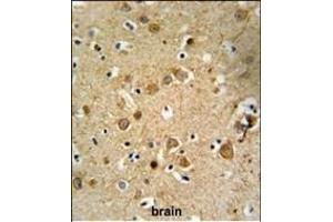 DLL4 Antibody (C-term) (ABIN653922 and ABIN2843156) IHC analysis in formalin fixed and paraffin embedded brain tissue followed by peroxidase conjugation of the secondary antibody and DAB staining. (DLL4 antibody  (C-Term))