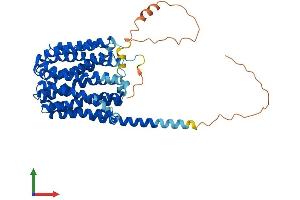 AlphaFold protein structure predicition of Human Recombinant SLC16A1 Protein, UniprotID P53985
