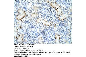 Rabbit Anti-DAZAP1 Antibody  Paraffin Embedded Tissue: Human Kidney Cellular Data: Epithelial cells of renal tubule Antibody Concentration: 4. (DAZAP1 antibody  (C-Term))