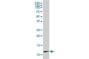 RPL37A antibody  (AA 2-50)