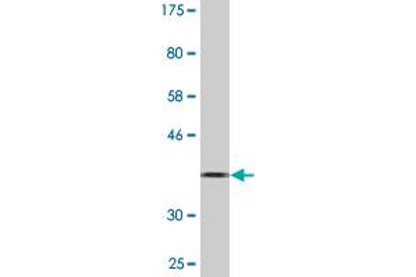 Calpain 3 antibody  (AA 210-309)